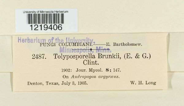 Jamesdicksonia brunkii image