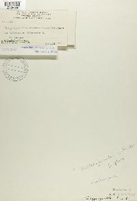 Jamesdicksonia brunkii image