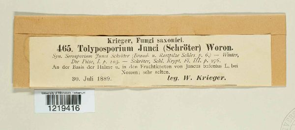 Tolyposporium junci image