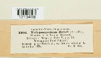 Tolyposporium junci image