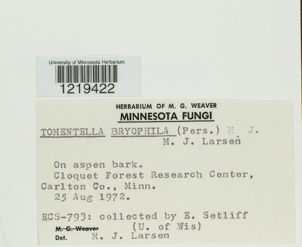 Tomentella bryophila image