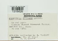 Tomentella stuposa image