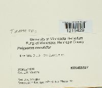 Poronidulus conchifer image