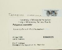 Poronidulus conchifer image