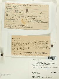 Trametes versicolor image