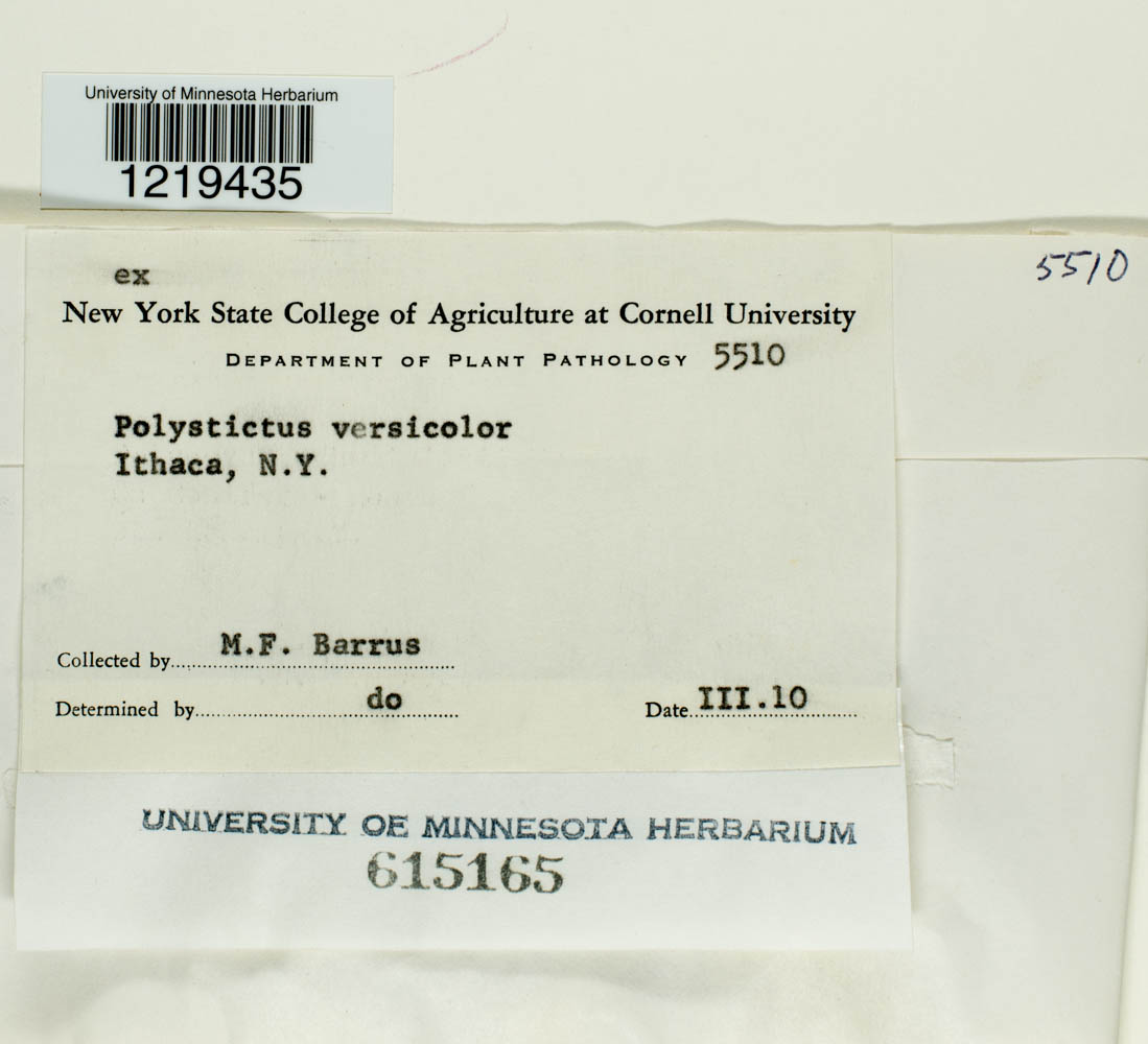 Polystictus versicolor image