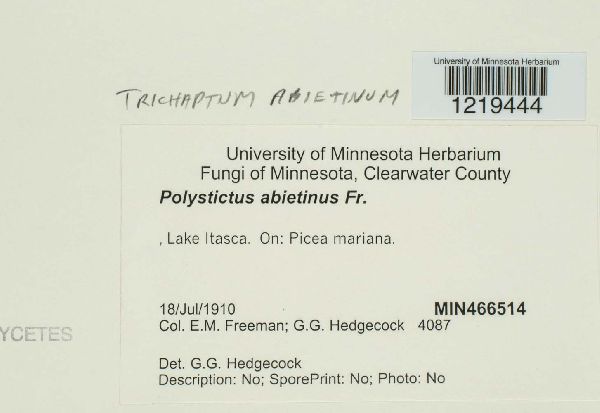 Polystictus abietinus image