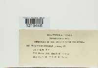 Trichaptum biforme image