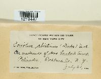 Trichaptum biforme image