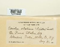 Trichaptum biforme image