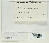 Trichaptum biforme image