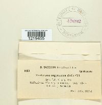 Tricholoma argyraceum image