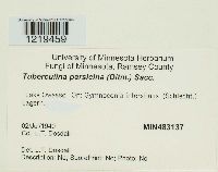 Tuberculina persicina image