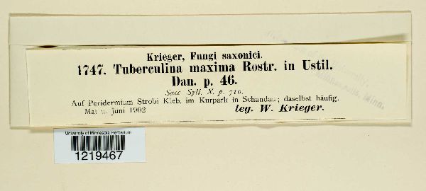 Tuberculina maxima image