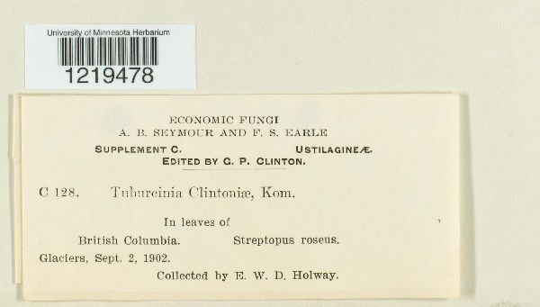 Urocystis clintoniae image