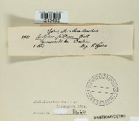 Tylopilus felleus image