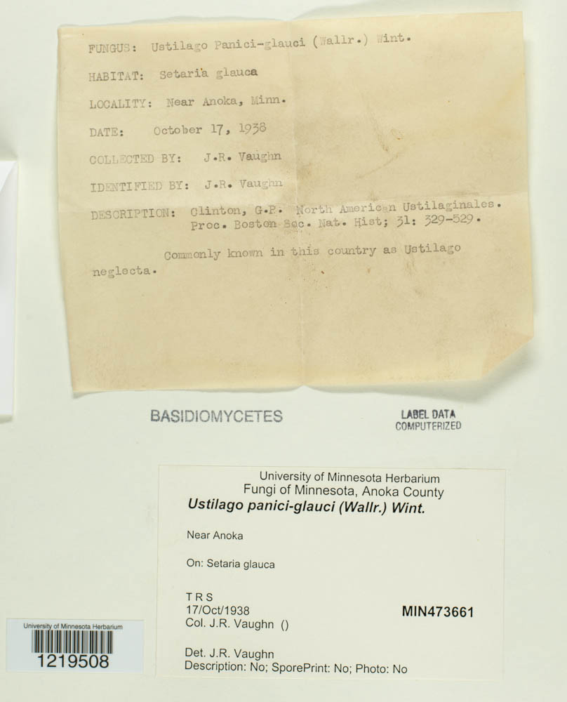 Ustilago panici-glauci image