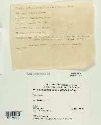 Media resource of Ustilago panici-glauci