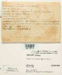 Urocystis agropyri image