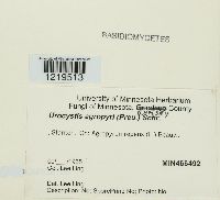 Urocystis agropyri image