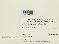 Urocystis agropyri image