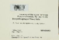 Urocystis agropyri image