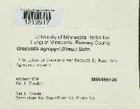 Urocystis agropyri image