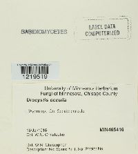 Urocystis occulta image