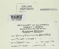 Urocystis occulta image