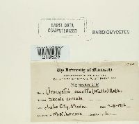 Urocystis occulta image