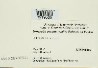 Urocystis occulta image