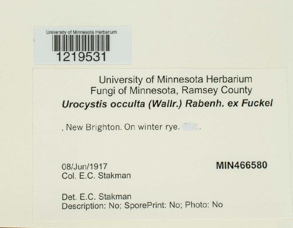 Urocystis occulta image