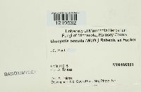 Urocystis occulta image