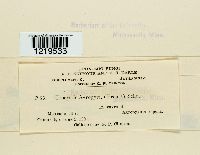 Urocystis agropyri image