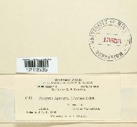 Urocystis agropyri image