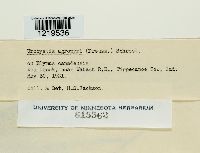 Urocystis agropyri image