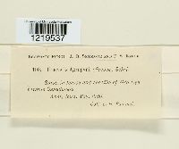 Urocystis agropyri image