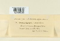 Urocystis agropyri image