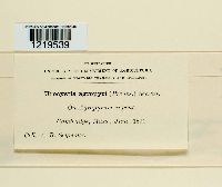 Urocystis agropyri image