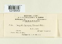 Urocystis agropyri image