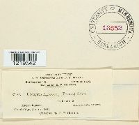 Urocystis agropyri image