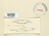 Image Associated With the Occurrence