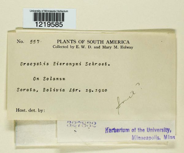 Urocystis hieronymi image