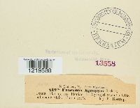 Urocystis agropyri image