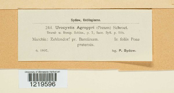 Urocystis agropyri image