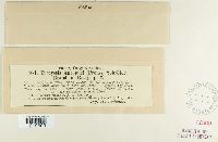 Urocystis agropyri image