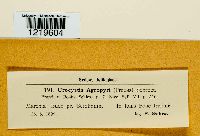 Urocystis agropyri image