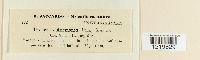 thumbnail image of current specimen