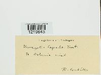 Urocystis cepulae image