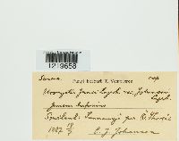 Urocystis junci image